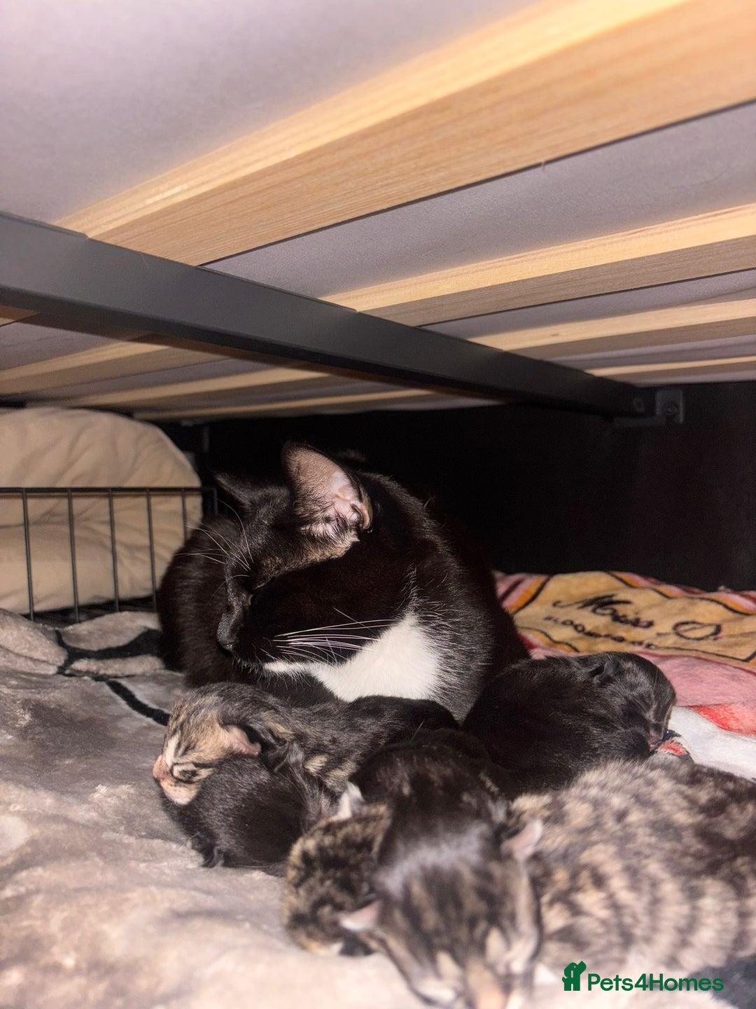 Mixed Breed cats for sale: Beautiful male black and white kitten - Image 6