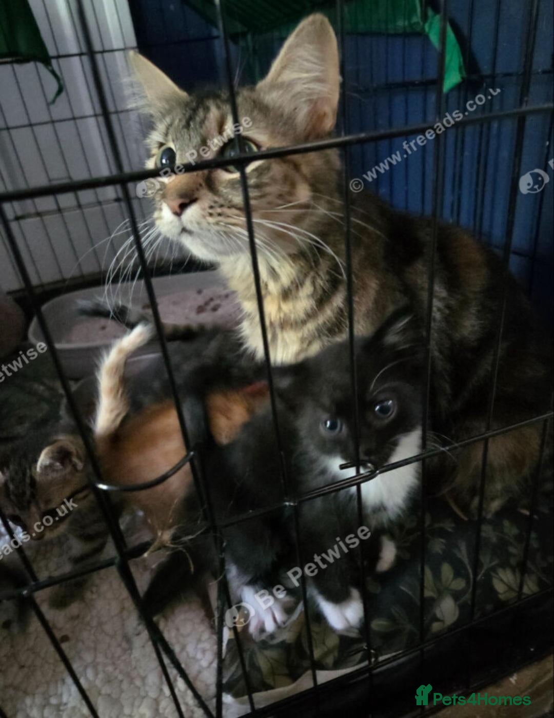 Mixed Breed cats Bengal maincoon mix - Advert 1