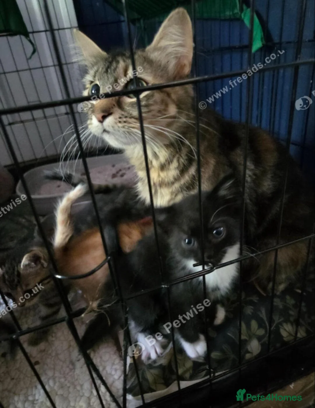 Mixed Breed cats for sale: Bengal maincoon mix - Advert 1
