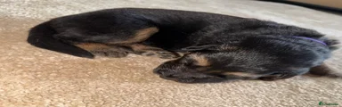 German Shepherd 4 - purple collar 