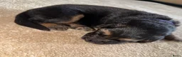 German Shepherd dogs for sale: German Shepherd Puppies 🐾 - Advert 20