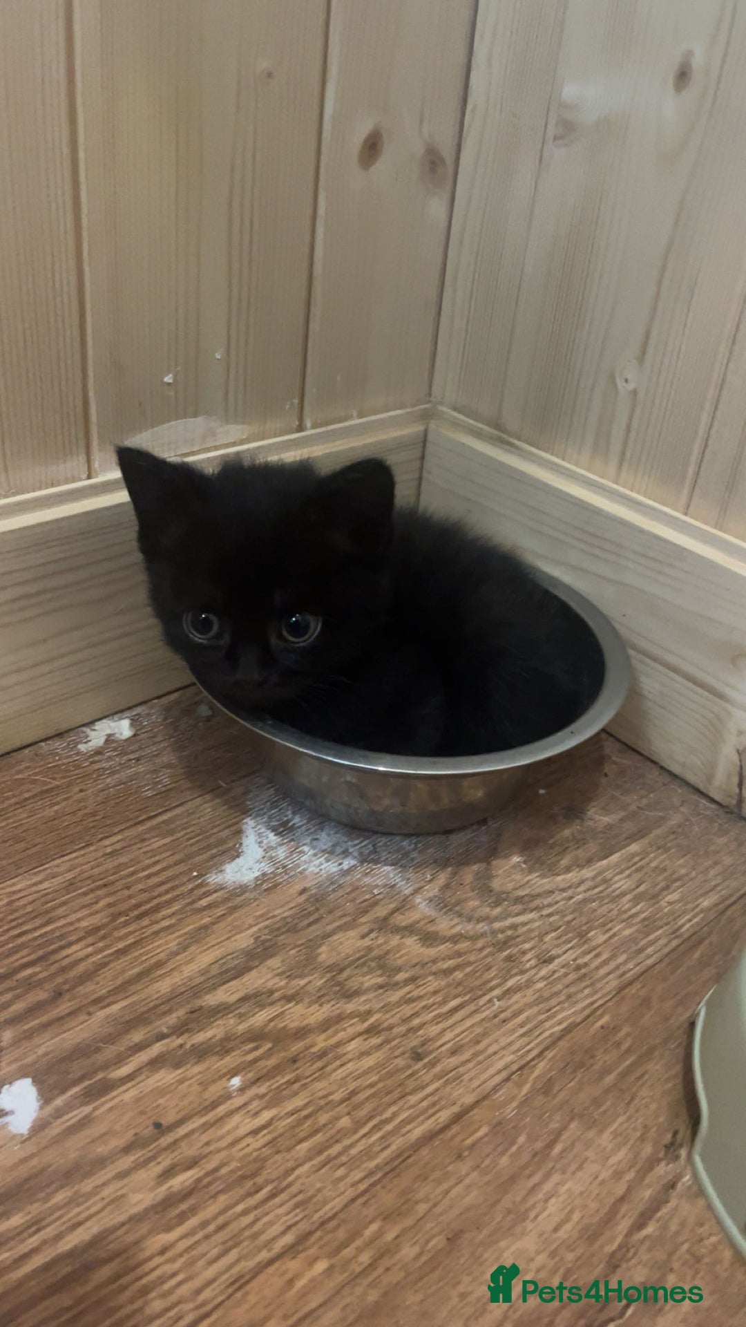 Mixed Breed cats for sale: 6 mixed breed / british shorthair kittens - Image 9