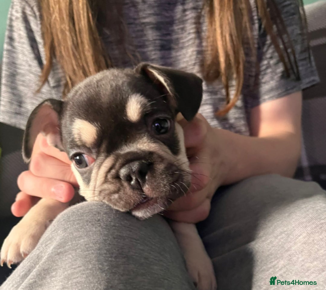 French Bulldog dogs for sale: 5 beautiful female French bulldogs for sale - Image 4