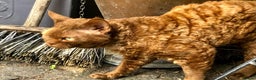 Devon Rex cats for sale: Adult champions Active registered GCCF - Advert 9