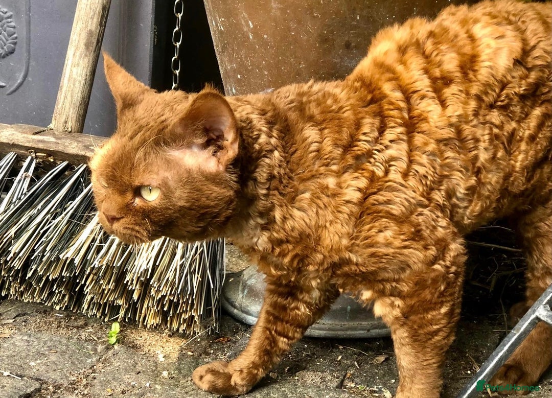 Devon Rex cats for sale: Adult champions Active registered GCCF - Advert 9