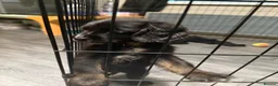 Cockalier dogs for sale: 2 x Cockalier puppies  - Advert 5