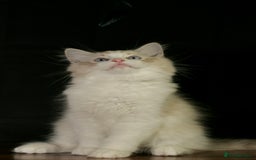 Ragdoll cats for sale: Ragdoll kittens TICA beautiful quality cats  - Image 10