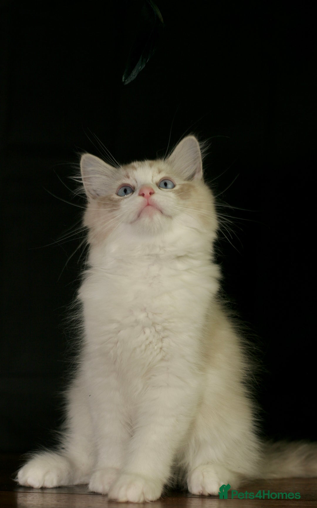 Ragdoll cats for sale: Ragdoll kittens TICA beautiful quality cats  - Image 10