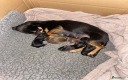 Chihuahua dogs for sale: Forever 🏡 ready KC 🇬🇧 chihuahua puppies - Image 7