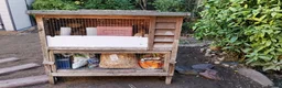 Quail poultry for sale: 5 Female Coturnix Quails (Hens) in ELY - Advert 6