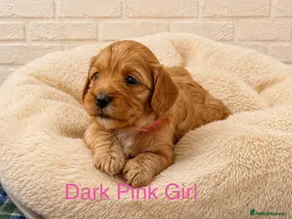 Cavapoo dogs Health tested F1 Cavapoo puppies 🐶🥰 - Advert 3