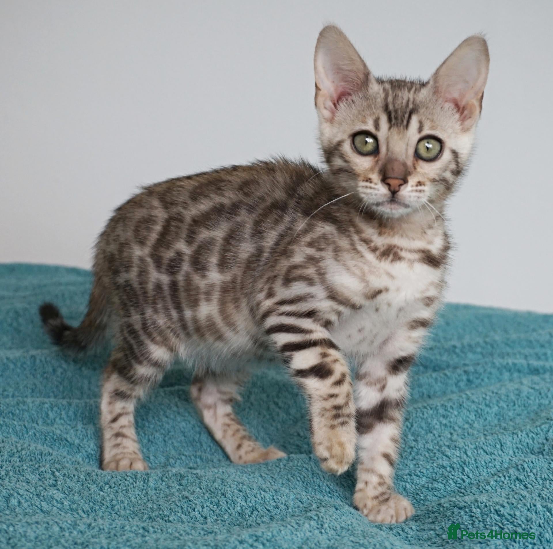 Bengal cats Ready Now Superb Bengal Girl Kitten - Advert 6