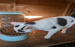 Mixed Breed cats for sale: We are Domino and Dora - Image 6