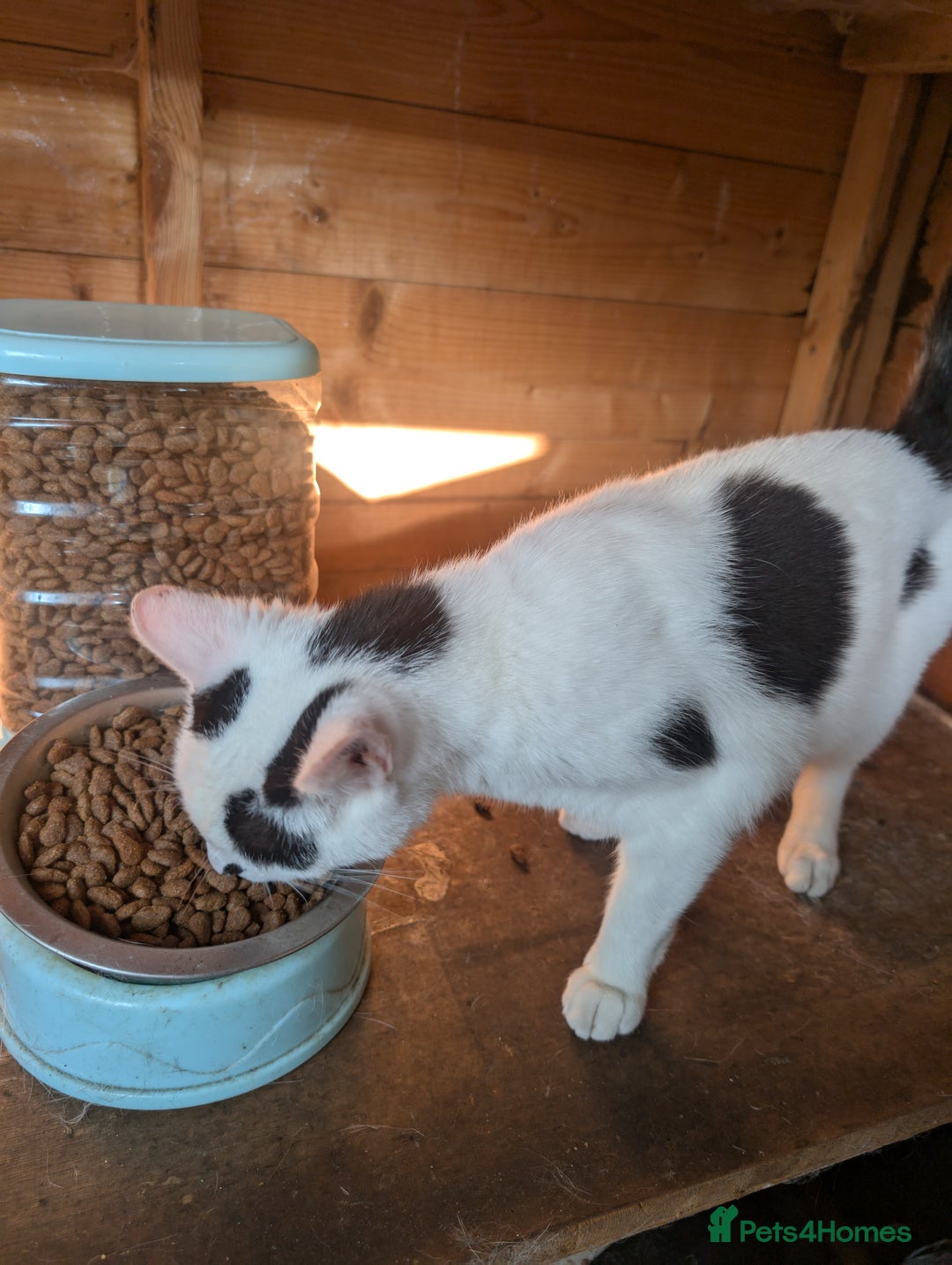 Mixed Breed cats for sale: We are Domino and Dora - Image 6