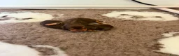 Miniature Dachshund dogs for sale: KC Registered, Chocolate & Tan Minature Dachshunds in Winchester - Advert 4