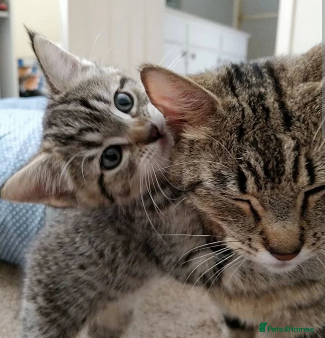 Mixed Breed cats for sale: Kittens 😸  - Advert 5