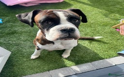 Boxer dogs for sale: 6 Beautiful Boxer Puppies - Image 13