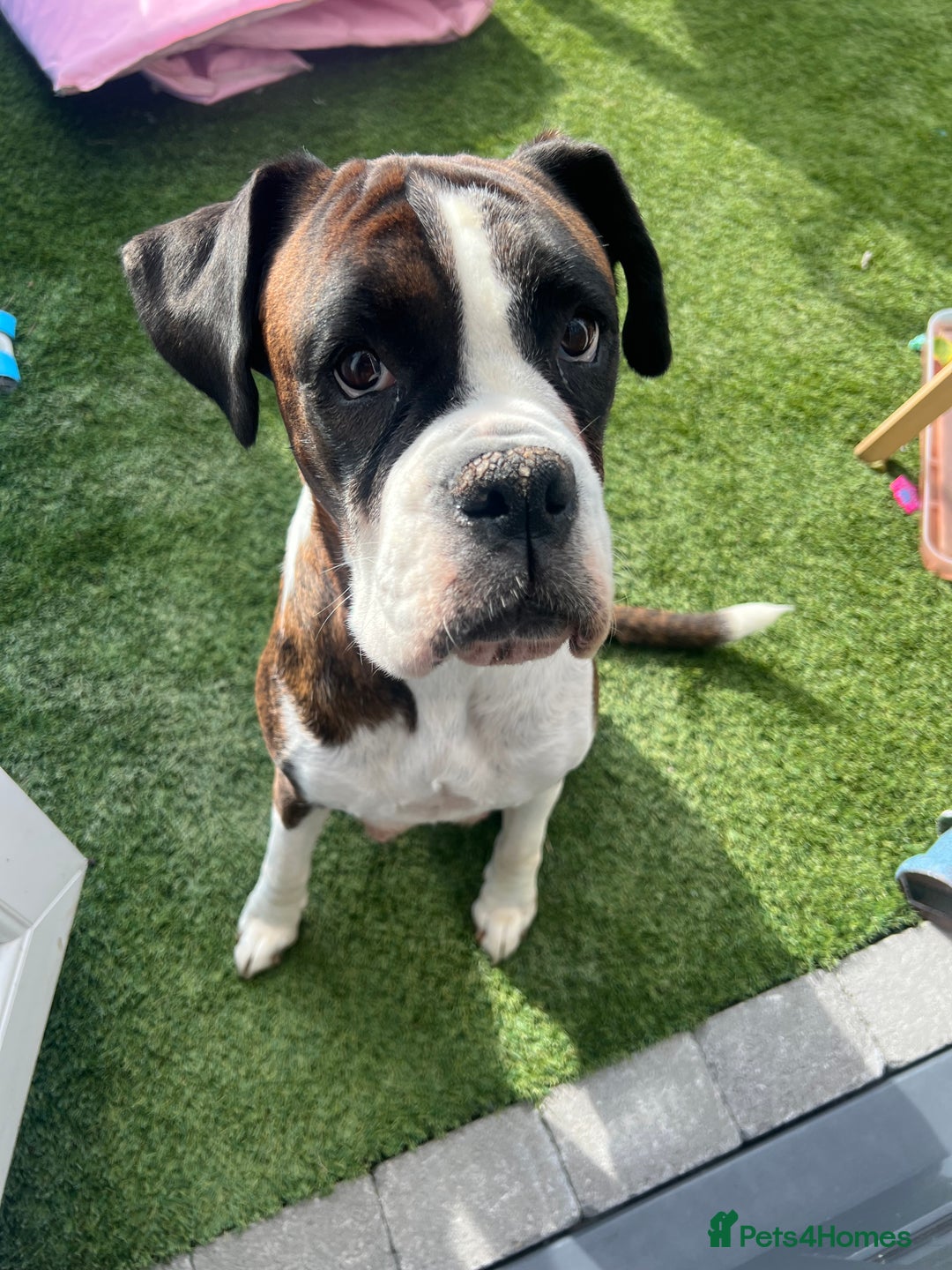 Boxer dogs for sale: 6 Beautiful Boxer Puppies - Image 13