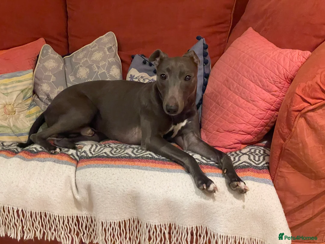 Mixed Breed dogs for sale: Whippet Greyhound Cross needing new home - Advert 1