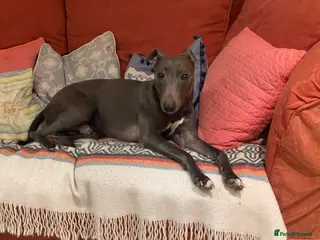 Mixed Breed dogs Whippet Greyhound Cross needing new home - Advert 16