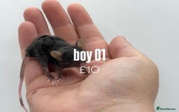Mouse rodents for sale: fancy mice - (please read the description).  - Image 13