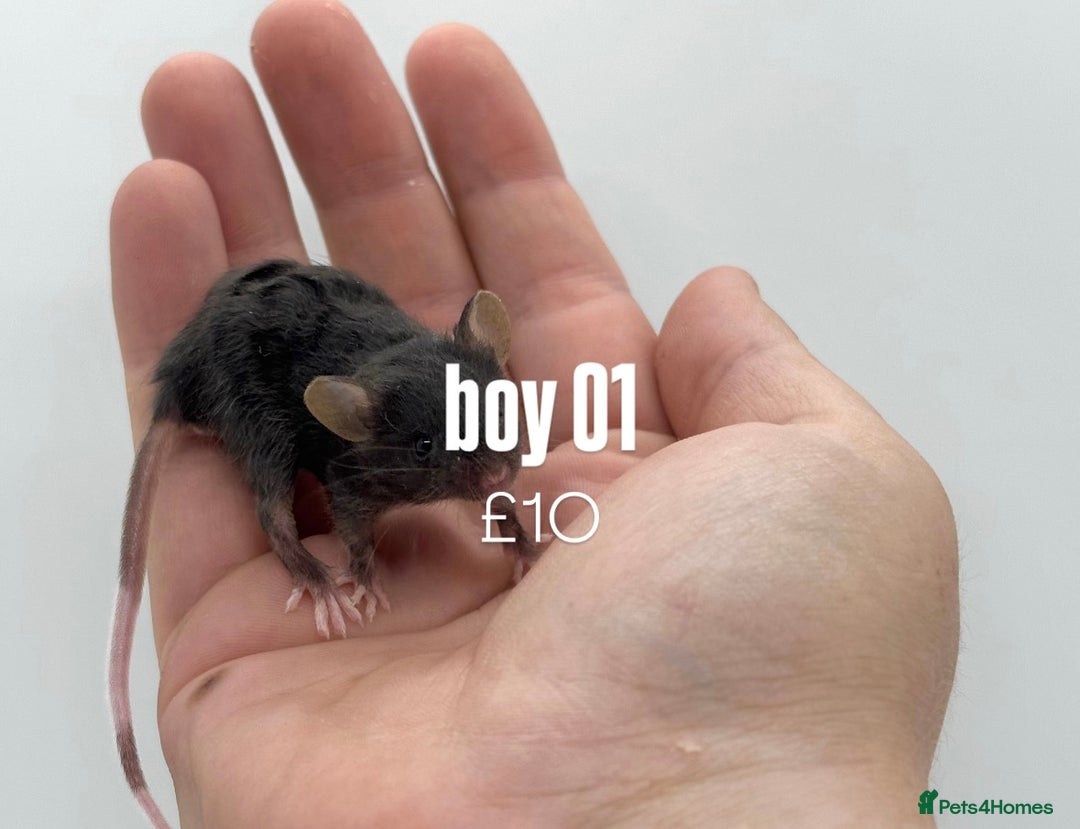 Mouse rodents for sale: fancy mice - (please read the description).  - Image 13