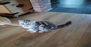 Scottish Fold cats - Advert 14