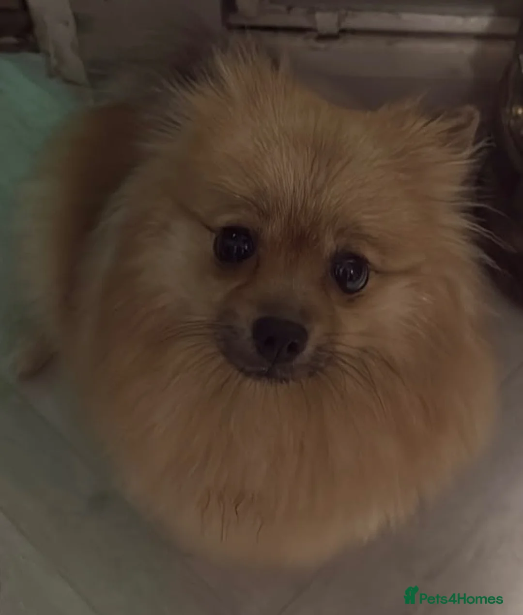 Pomeranian dogs for sale: Pomeranian puppies  - Advert 9