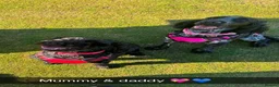 Cockapoo dogs for sale: 🐾 GORGEOUS FB1 COCKAPOO PUPPIES 5 boys available  in Blackpool - Advert 3