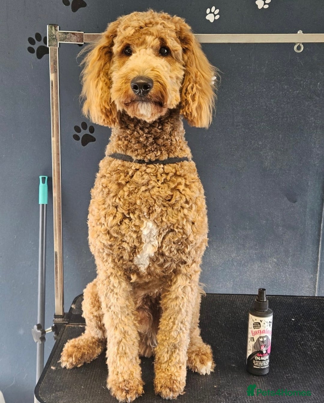 Goldendoodle dogs for stud: STUD * Miniature Golden Doodle STUD* - Image 3