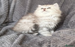 British Longhair cats for sale: Stunning fluffy Maine coon x british longhair  - Image 11