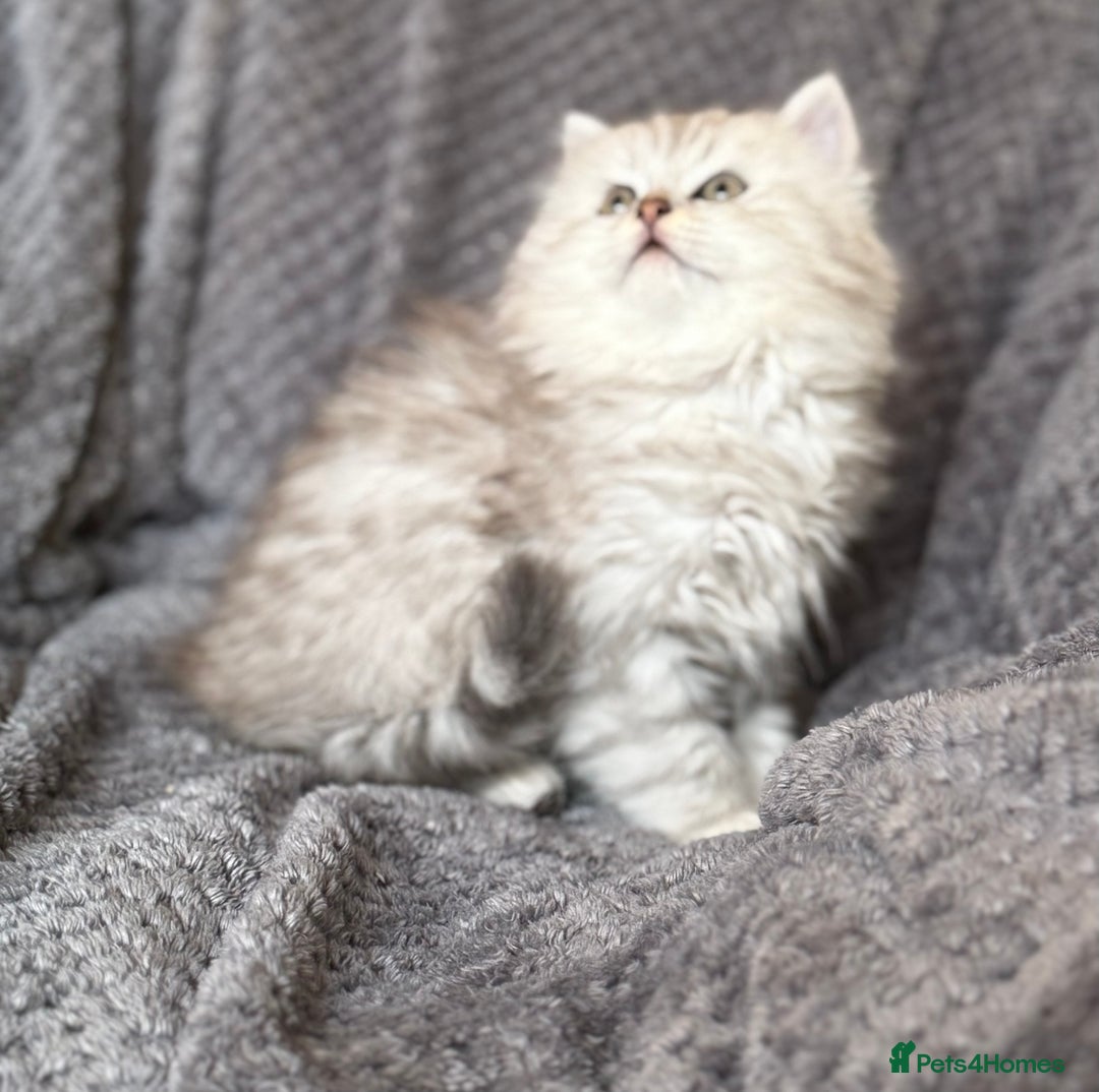 British Longhair cats for sale: Stunning fluffy Maine coon x british longhair  - Image 11