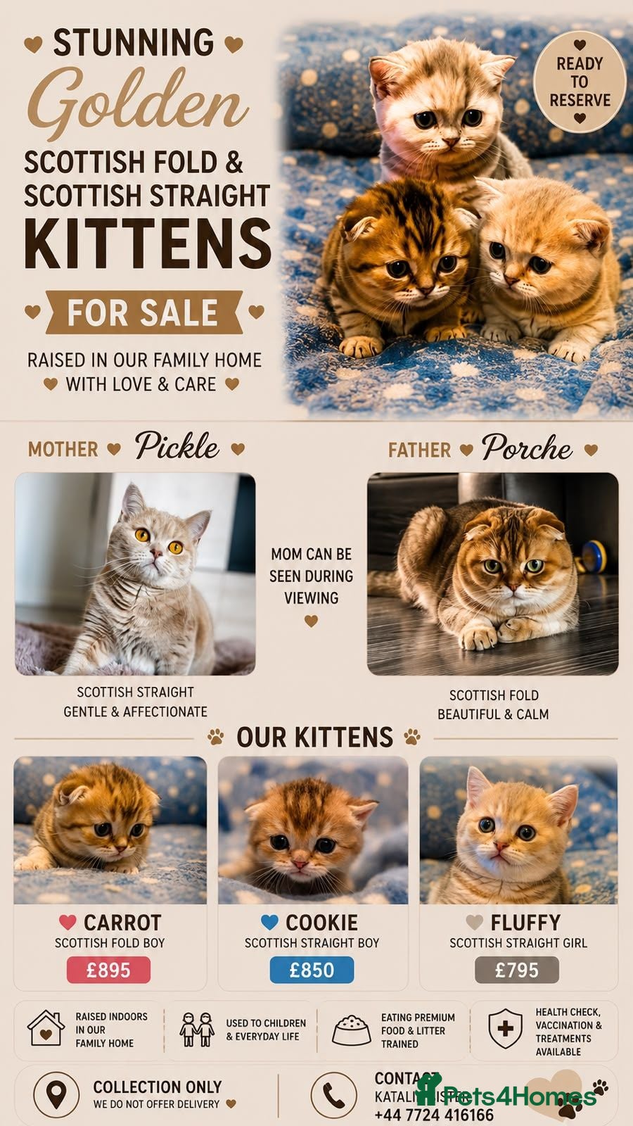 Scottish Fold cats 🐾 Stunning Golden ScottishFold&Straight Kittens🐾 - Advert 2