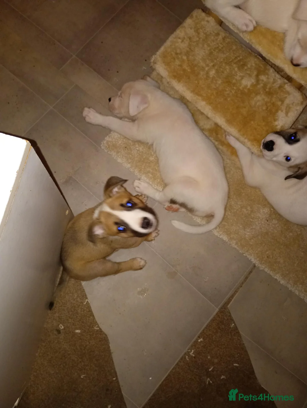 Mixed Breed dogs for sale: Akita cross puppies for sale in Tamworth - Advert 5