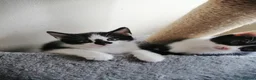 Mixed Breed cats for sale: Kitten - Advert 27