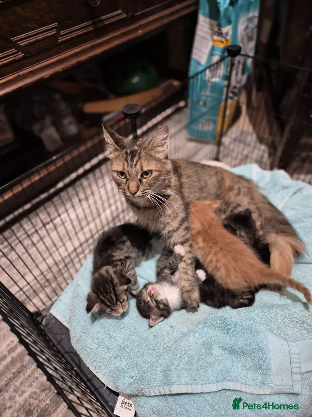 Norwegian Forest Cat cats for sale: Gorgeous Norwegian Forest kittens - Advert 2