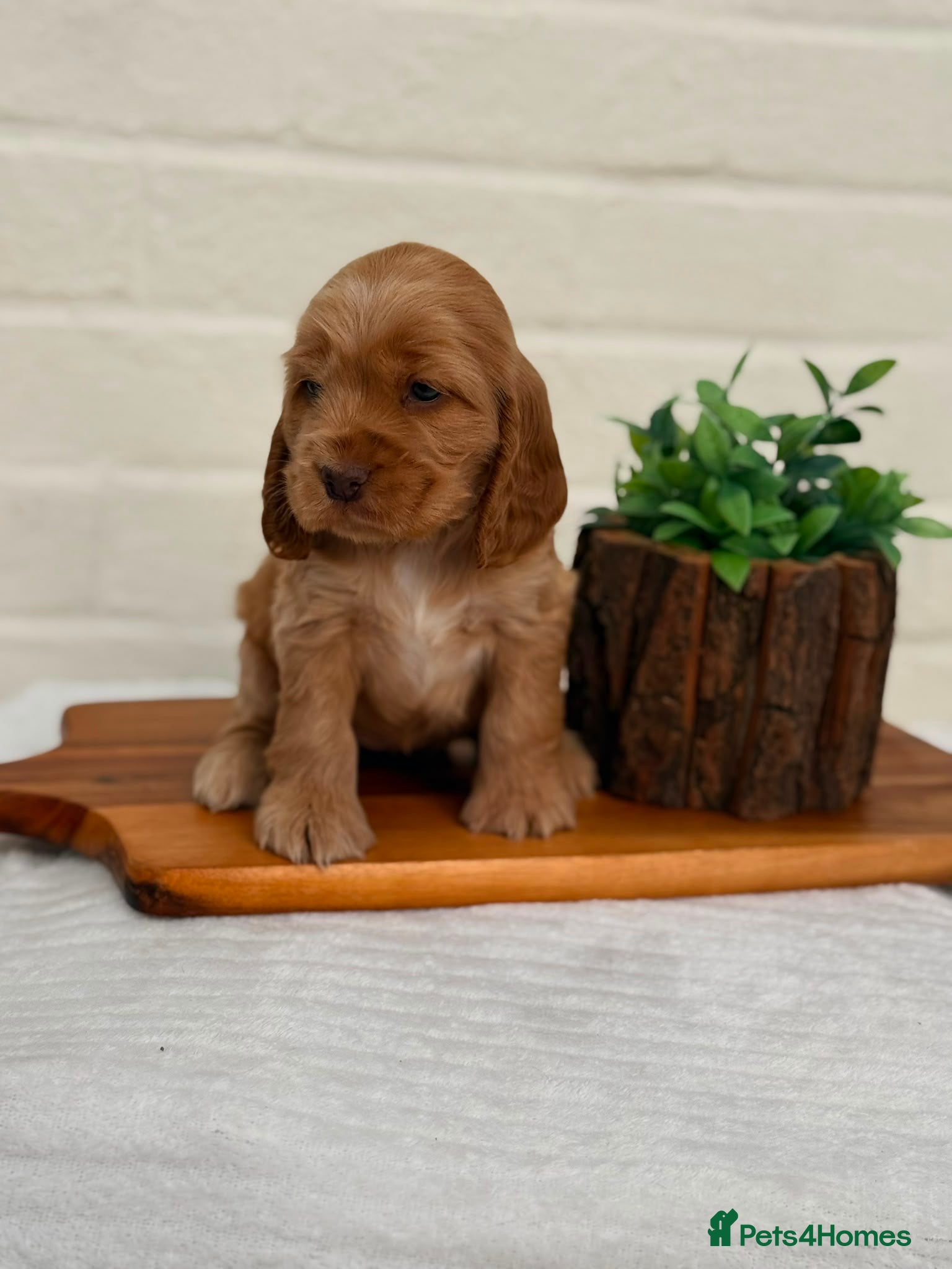 Cocker Spaniel dogs Show type cocker spaniels  - Advert 2