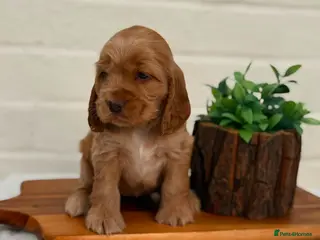 Cocker Spaniel dogs Show type cocker spaniels - Advert 2