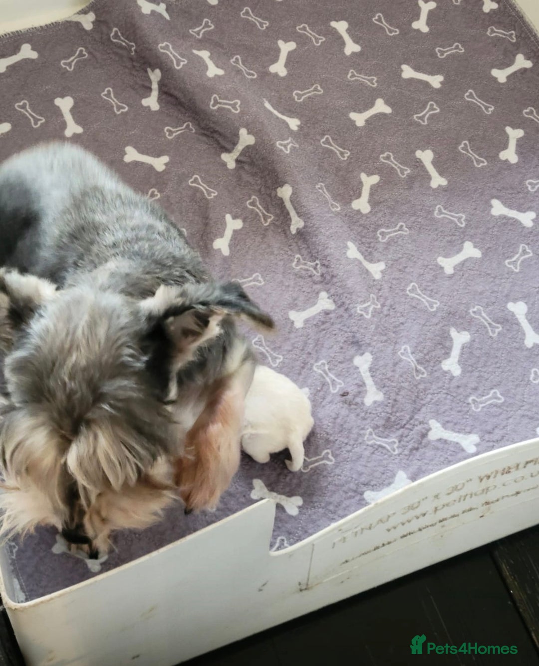 Miniature Schnauzer dogs for sale: Miniature schnauzer pups kc - Advert 1