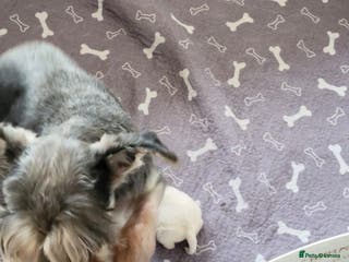 Miniature Schnauzer dogs Miniature schnauzer pups kc - Advert 17