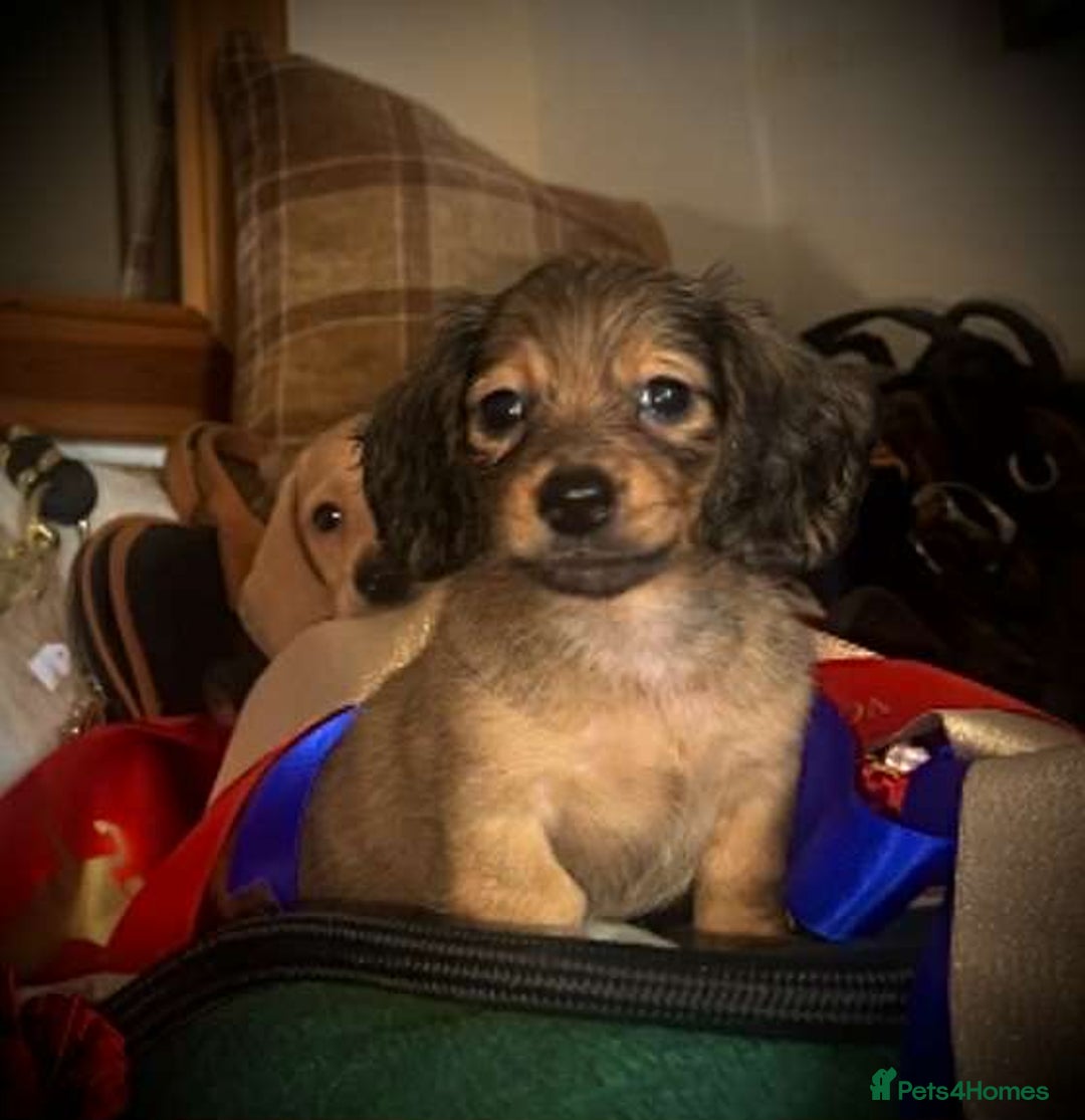 Miniature Dachshund dogs for sale: Pra clear mini smooth dachshund  - Image 11
