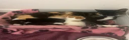 Mixed Breed cats for sale: Kittens  in Cannock - Advert 2