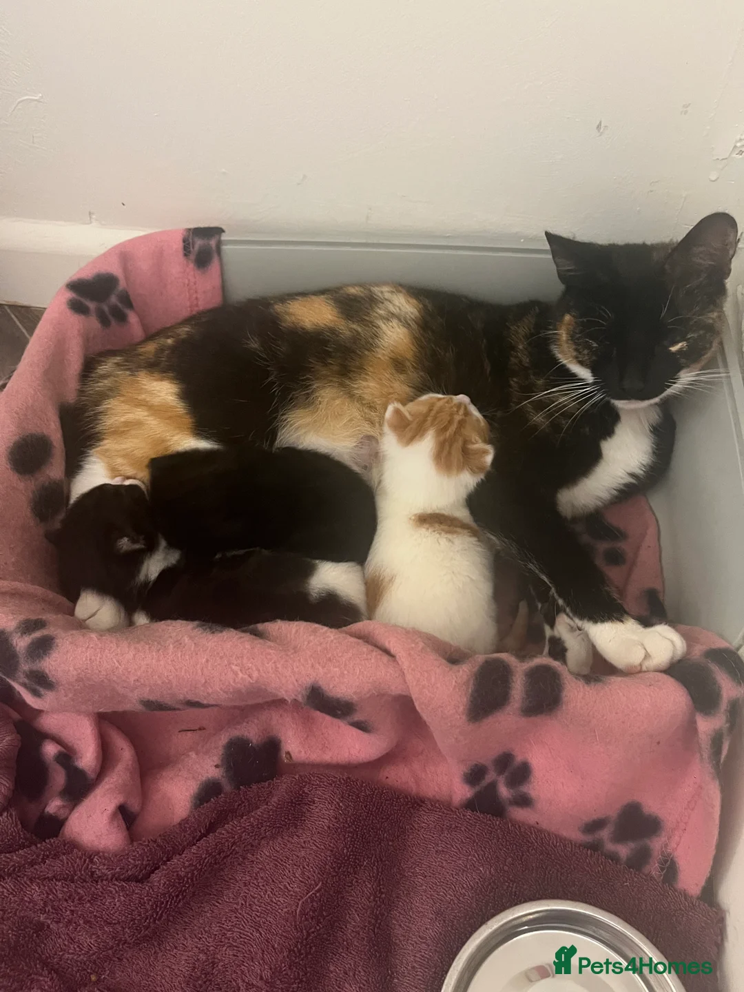 Mixed Breed cats for sale: Kittens  in Cannock - Advert 2