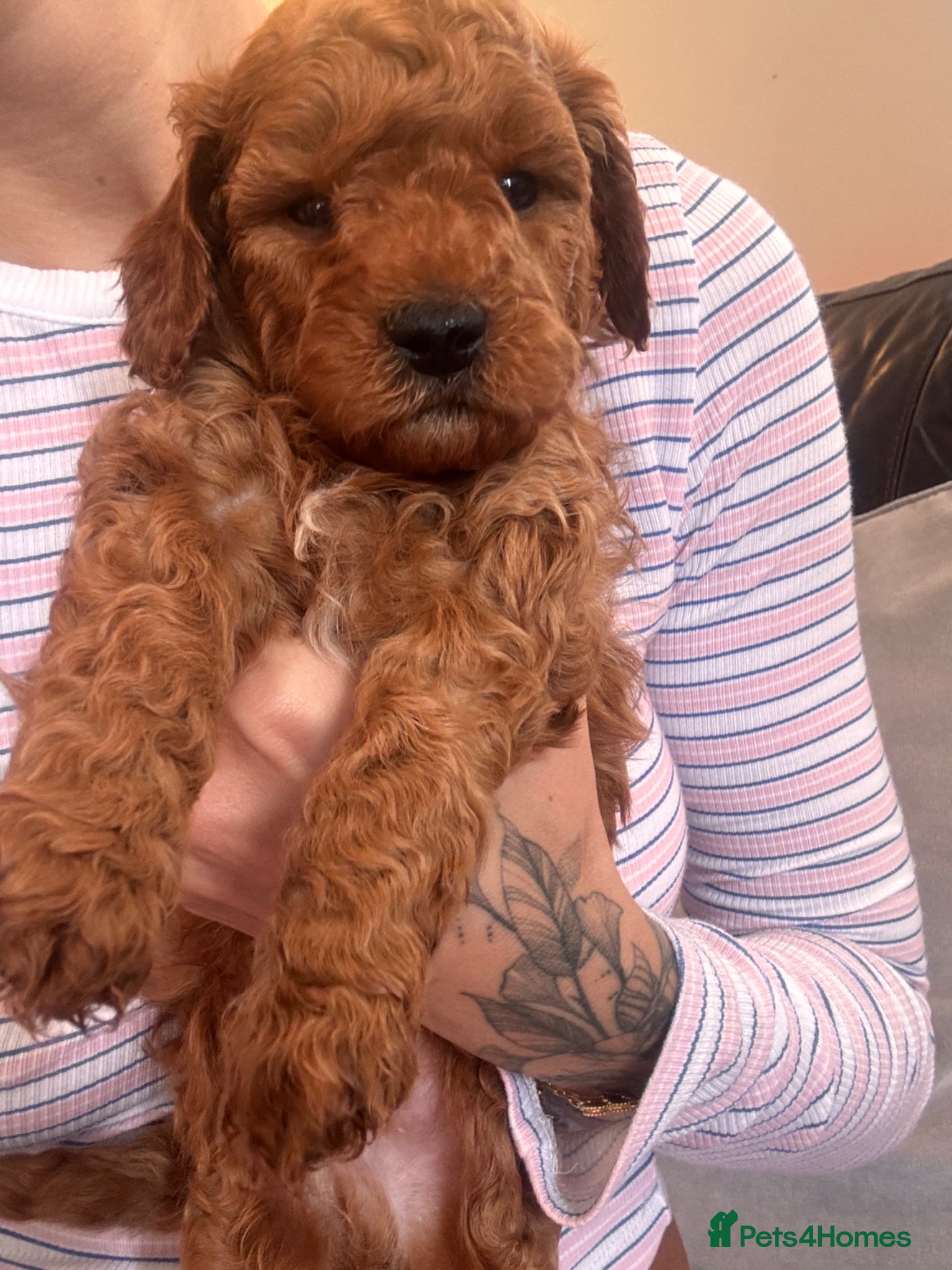 Mini Goldendoodle dogs 🌟Gorgeous Mini Goldendoodles🌟 - Advert 2
