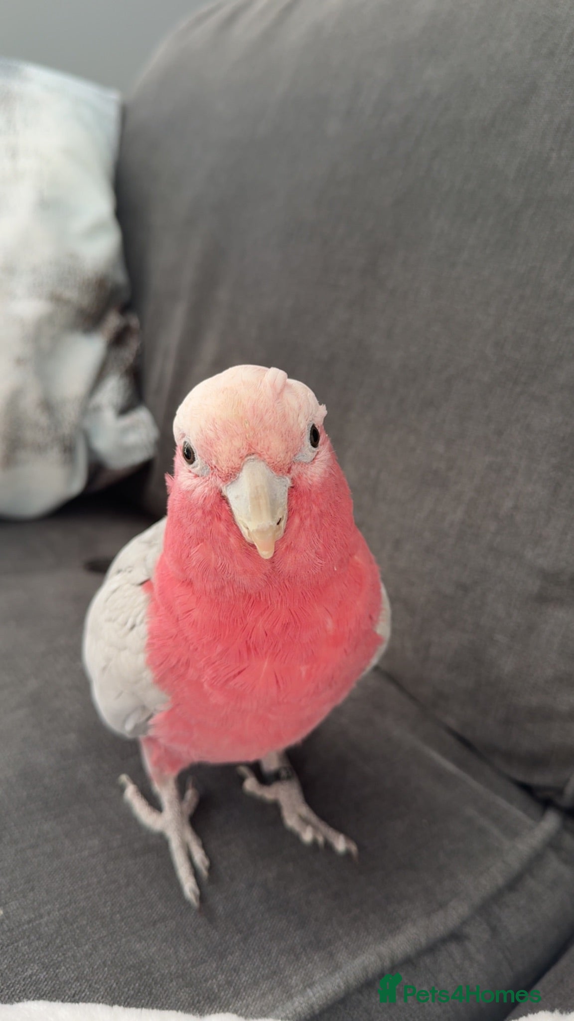 Cockatoo birds Galah cockatoo  - Advert 2