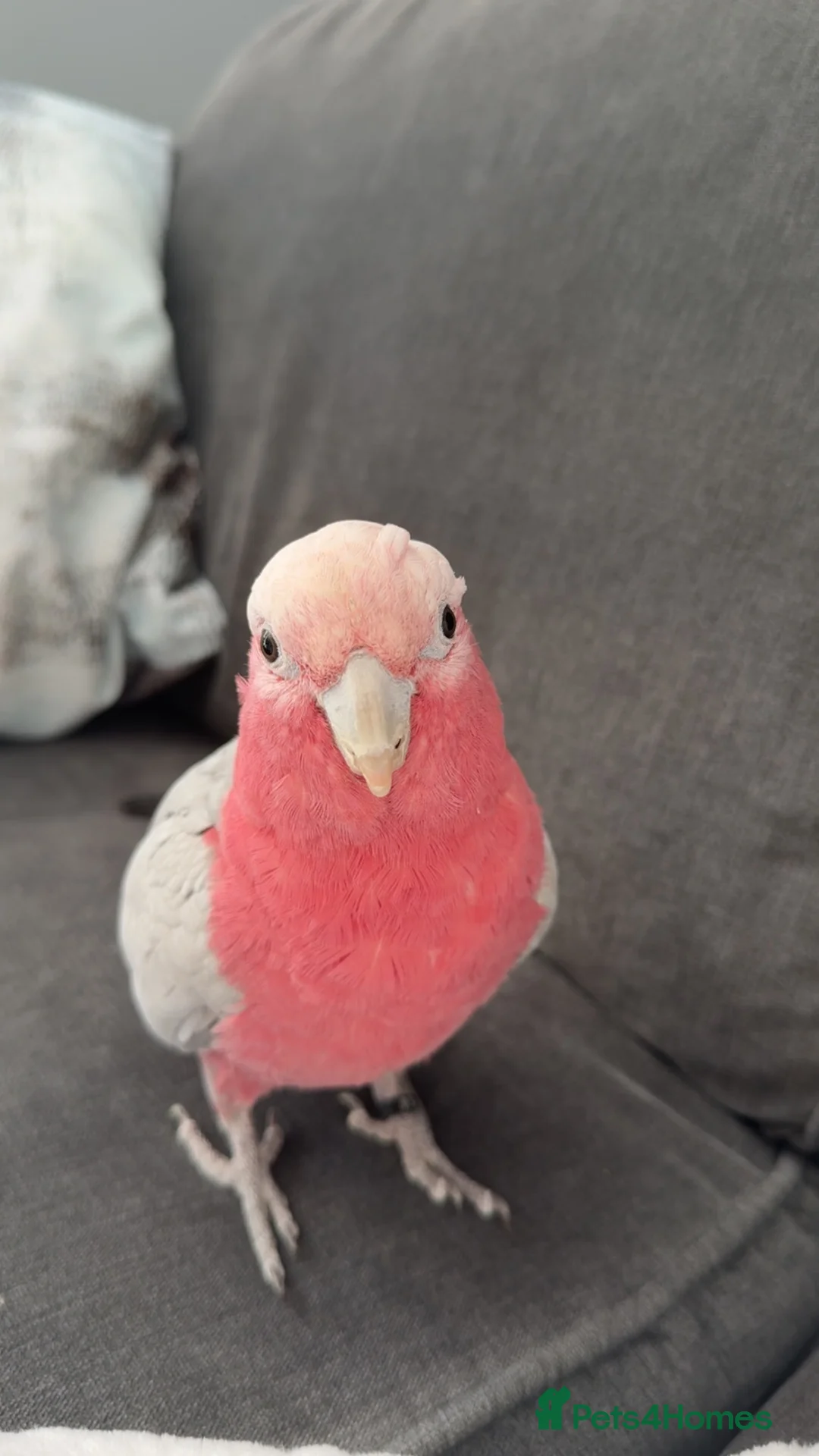 Cockatoo birds for sale: Galah cockatoo  - Advert 1