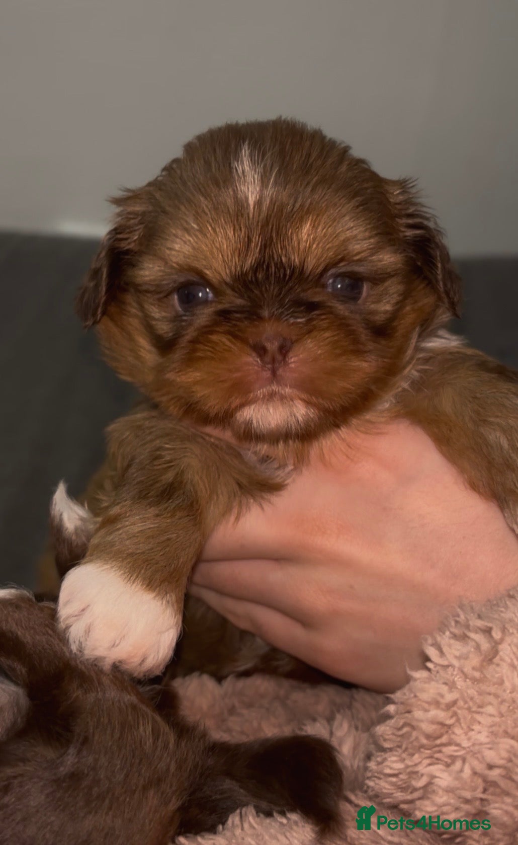 Shih Tzu dogs Imperial Shih Tzu🐾 - Advert 15