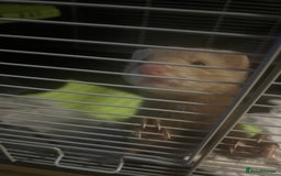 Ferret rodents for sale: Sweet 9-Week Old Male Ferret  - Image 3