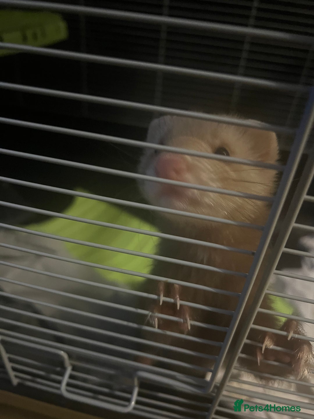 Ferret rodents for sale: Sweet 9-Week Old Male Ferret  - Image 3