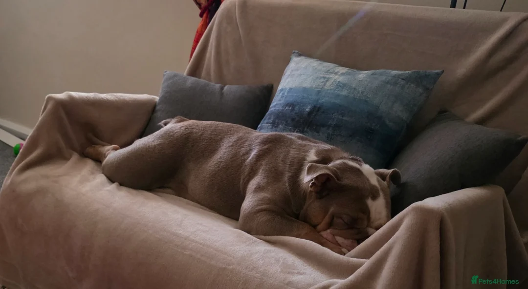 English Bulldog dogs for sale: Rehoming - Advert 5